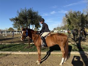 Lily Kyllo won a First Place ribbon and two Third Place ribbons in the Gold Coast Horse Show